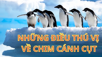 Bí Ẩn Và Cuộc Sống Kỳ Diệu Của Những Chú Chim Cánh Cụt