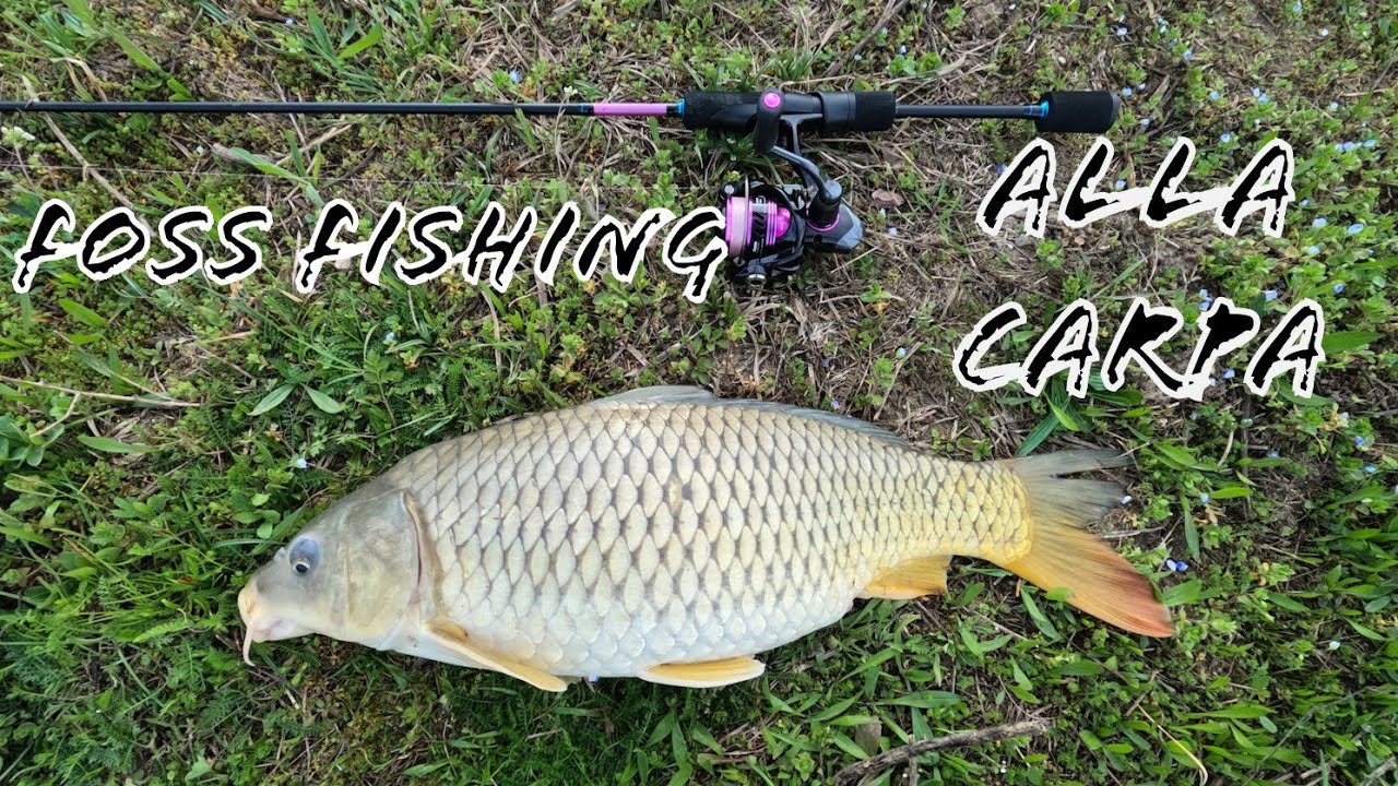 6 Bastoncini Porta Canna Da Pesca In Acciaio Inox Estensibili 30-50 Cm – T-Bar Per Carpfishing
