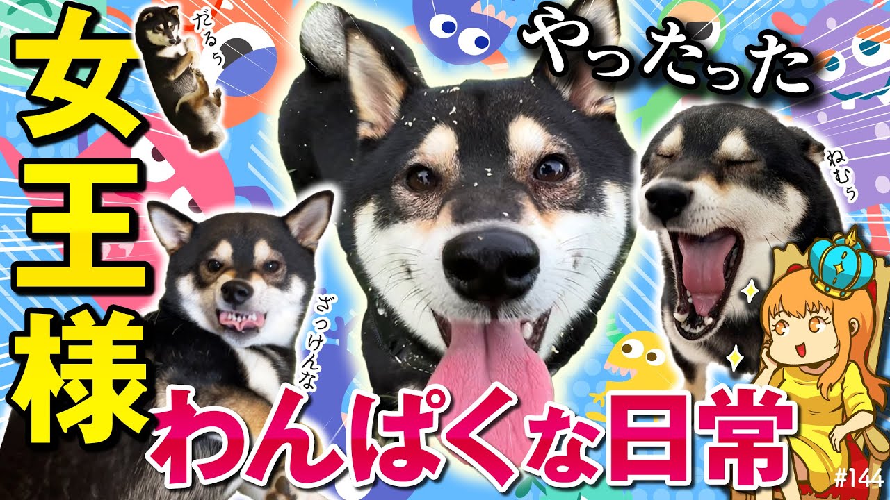 A collection of the daily life of a mischievous and naughty Shiba