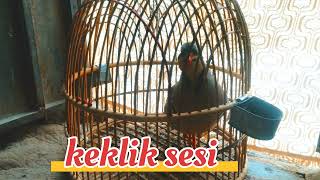 dasi shikri chakor ki video keklik sesi chakor bird #hunting #birds#trandind #viral #turkey #shikari