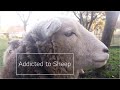 Accouplement mouton