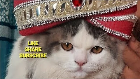 Video 6066591: shorthair kittens persian cat, persian cat kitten white, persian cat kitten pure, persian cat female kitten, cat kitten persian fluffy, shorthair cute cat kitten, persian cat kittens funny