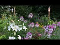 Evening Garden Tour with Garden Answer Lilies // Cut Flower Garden Tour // Northlawn Flower Farm