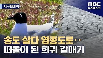 [지구한바퀴] 멸종위기종의 떠돌이 생활‥영종도 매립지에 둥지 튼 검은머리갈매기 (2025.06.28/뉴스데스크/MBC)