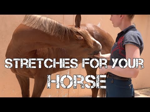 Stretches For Your Horse: 'Carrot Stretching'