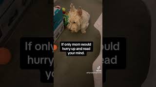Scottish Terrier tries to tell mom…something…