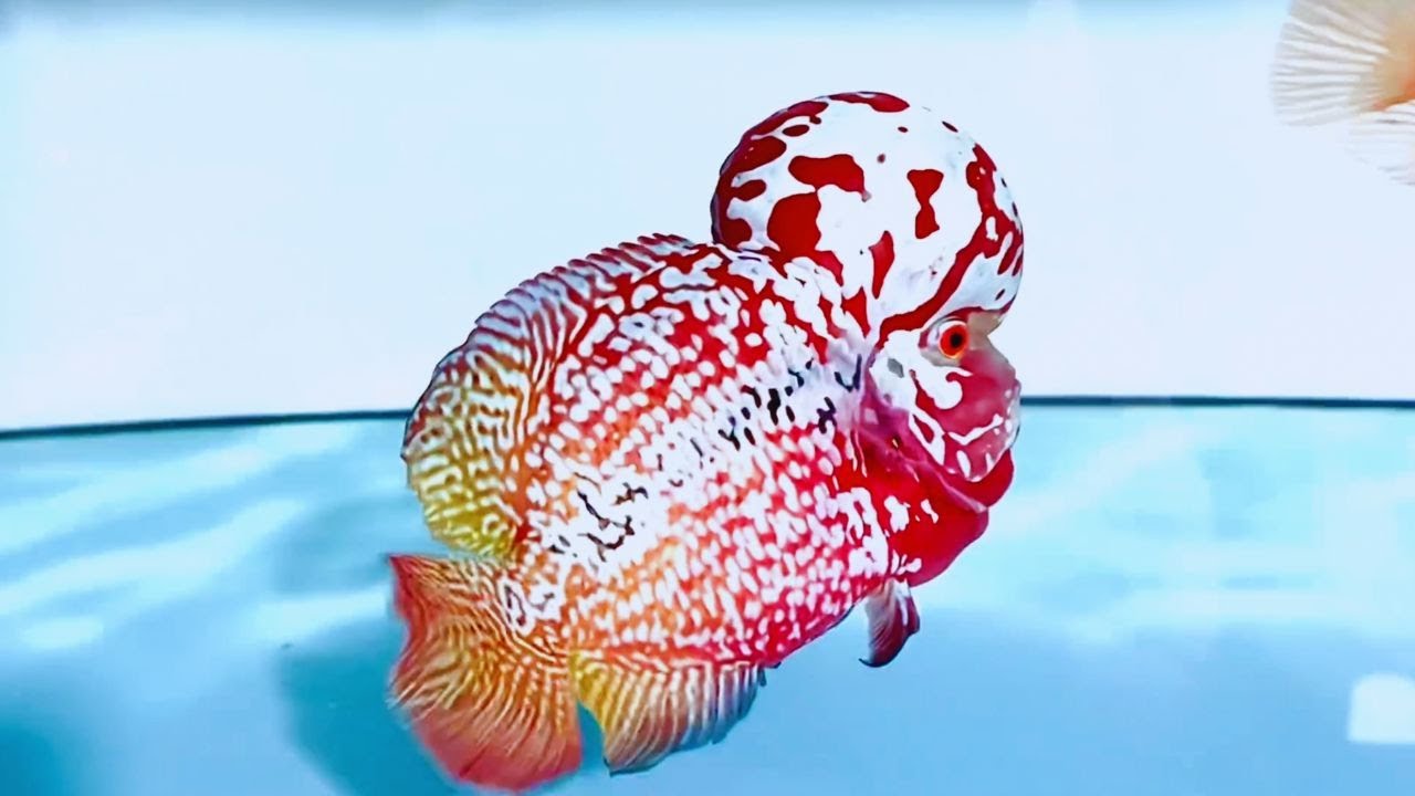 10 Coolest Flowerhorn Cichlids Rare & Beautiful Flowerhorn Fish In