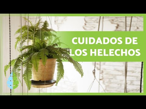 Video: ¿Qué son los helechos de roble? Consejos para cuidar los helechos de roble en los jardines