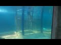 Tiburones Aquarium