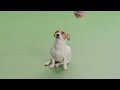 Welcome to our online pet supplies store, where you can find everything your furry friend needs, from food and toys to grooming supplies and accessories, all at affordable prices.

https://mrbuddypetshop.com/


#unitedkingdom #pets #petlover #uk #petshop #shoponline