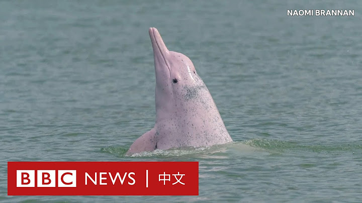 肺炎疫情剎停港澳高速船 中華白海豚回到香港水域 － BBC News 中文 - 天天要聞
