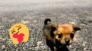 A four week old puppy was saved rescued | #thedodo #dodo #puppyrescue #puppyadoption by New Pet Society - Pet Life 6 views 5 months ago 9 minutes, 6 seconds