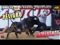 PELIGRO INMINENTE !! - TOROS ALBORAYA 2022 "EL ESCLAFIT" - VIDEOS DE TOROS TV EN 4K / toros bravos