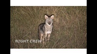 Problem coyote gets justice! Night Crew S1E6 'PROBLEM COYOTES'