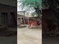 Old Culture Of Punjab Pakistan Village Life In The Punjab Amazing Village Life