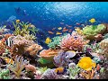 Морской Риф. Океан. Animals & fish.