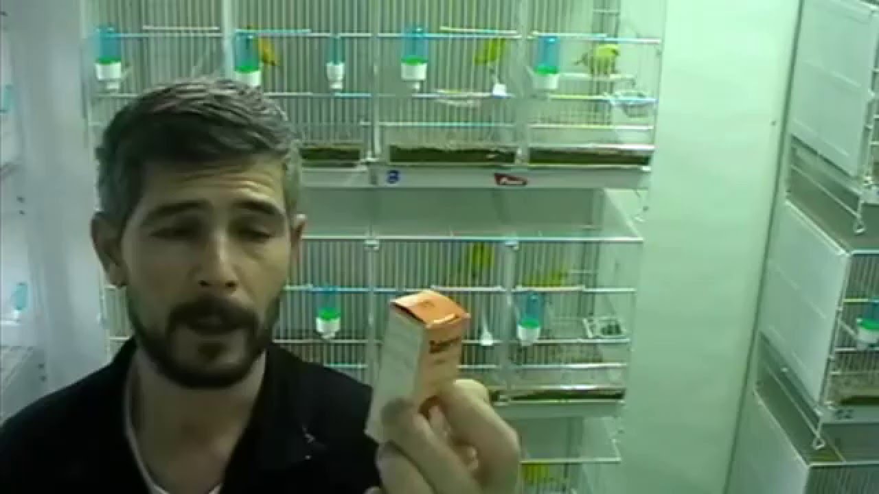 La cría de canarios ( como desparasitar antes de la época cría ) - YouTube
