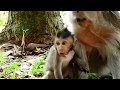 Baby Timo Screaming Coz Red Ants Bite On His Secret Spot/ Baby & Mummy Looking for team Leader