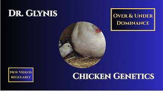 32. Chicken Genetics: under & over dominance