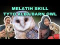 MELATIH SKILL BURUNG HANTU TYTO ALBA ATAU BARN OWL || SATWA NUSANTARA