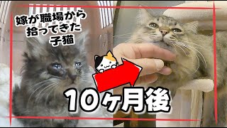 【保護猫のその後】保護から10ヶ月後のモコ太郎
