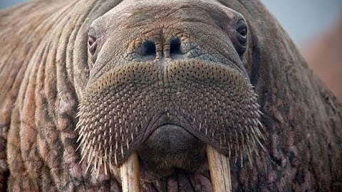The Walrus Operator - New in Python 3.8