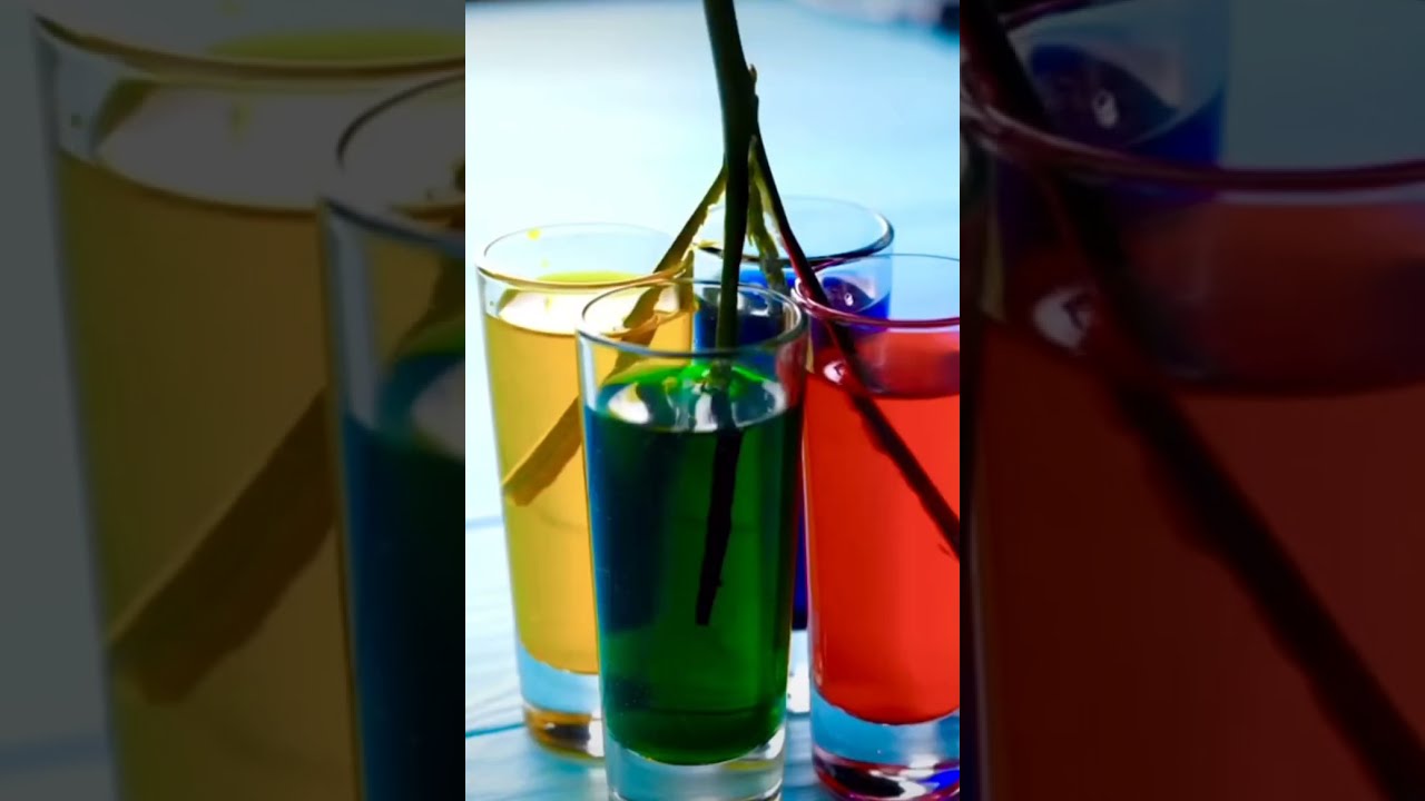 flower color changing experiment | rainbow color rose plant #shorts #craftswithmisbah