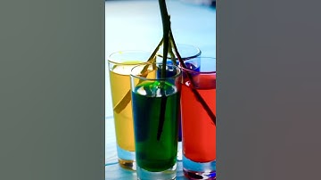 flower color changing experiment | rainbow color rose plant #shorts #craftswithmisbah