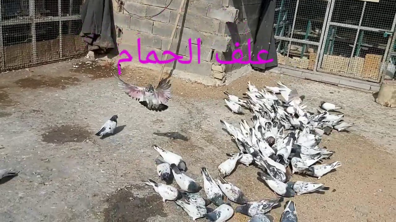 افضل علف للحمام