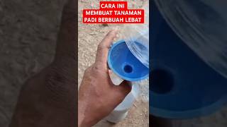 Pupuk Perangsang Buah Untuk Tanaman Padi