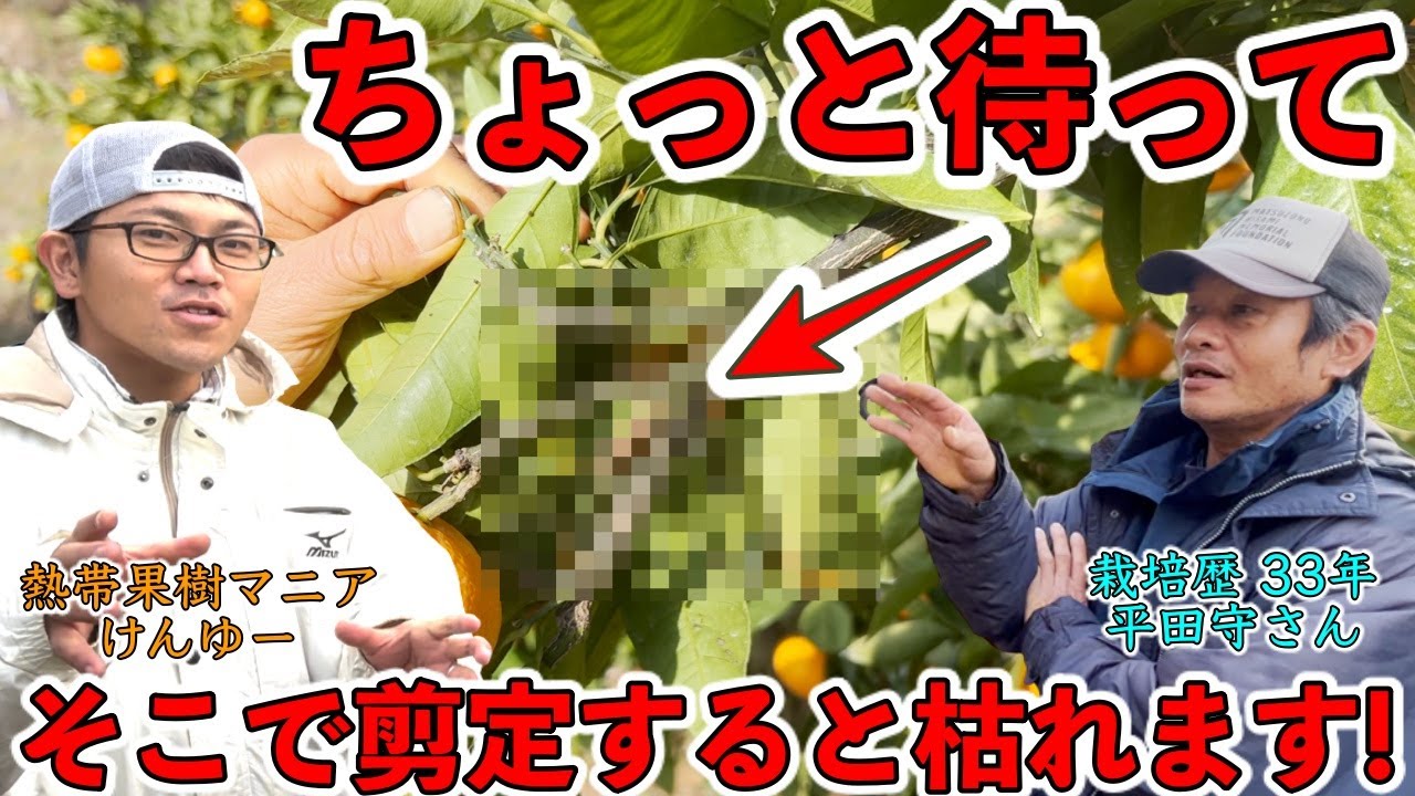 【神回】果樹栽培！なぜここで剪定してはいけないのか！切り方を変えて減肥料・減農薬！そして高品質な果実を作る！【長崎県 平田守さん②】
