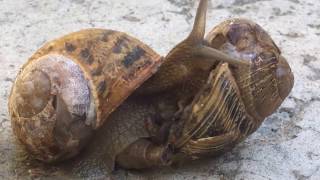 Snail Gives Birth - Birth of a Snail