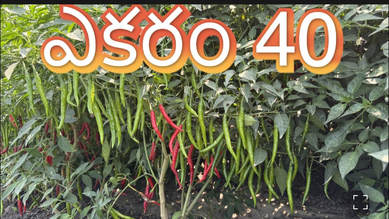 #geminiplus #topteja #teja #mirapalo #2026 #40kwintals #966635531