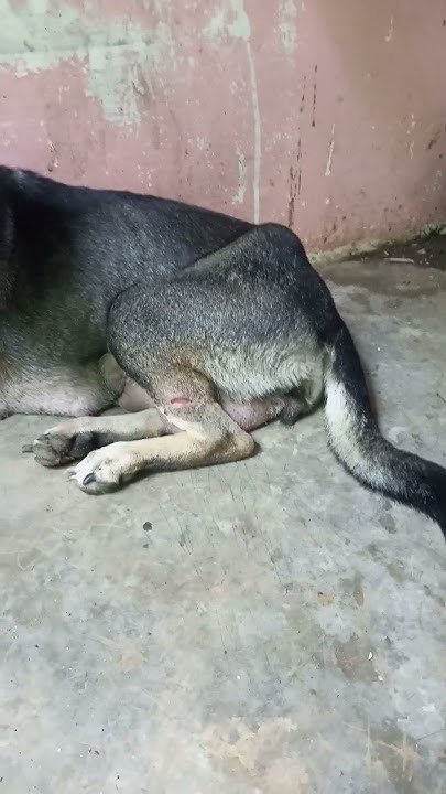 poor-dog-broke-his-leg-from-from-dangerous-people-who-hurt-him-but-shes