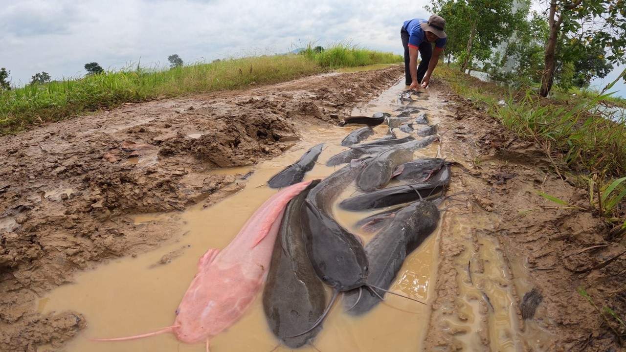 Giant Catfish Flood the Road After Heavy Rain! 😱
