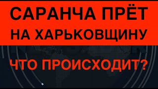 Саранча прёт на Харьковщину. Что происходит?