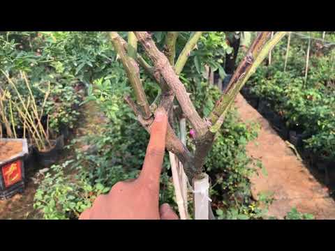 TREE ROSE GHÉP VIỆT NAM,GIỚI THIỆU HỒNG LAFONT CHUẨN GARDEN TV