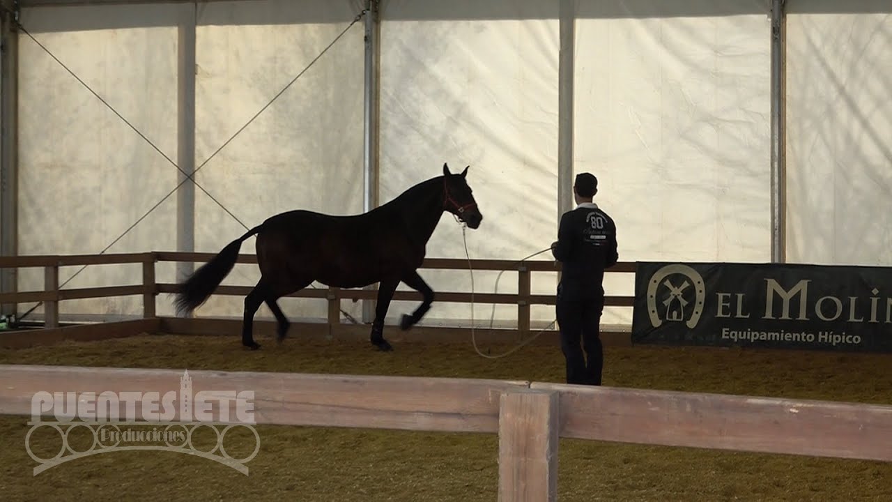 (3/11).- SICAB 24. Salón Internacional del Caballo. Palacio de Exposiciones y Congresos de Sevilla.