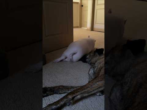 Miss P Found Her New Favorite Nap Partner 🐷❤️ Brother Love