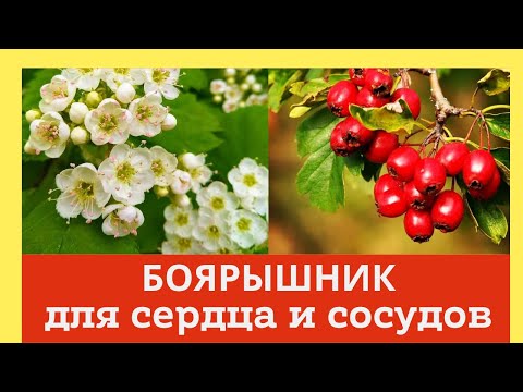 Боярышник польза для сердца и сосудов.Домашний лечебник