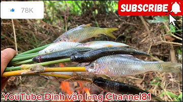 Ra Xuối Tha Lưới Bắt cá #Đinh văn lơng Channel81