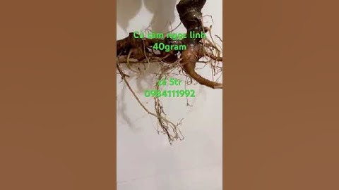 củ sâm rừng Lai Châu #sâm_lai_châu_rừng