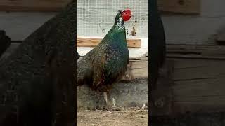 pheasant breeding chicken 🐓 😮 #shorts #chicken #pheasant