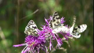 Marbled White Butterflies in a Wood Meadow