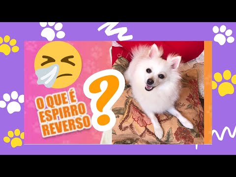 Vídeo: Mais Para Aprender Sobre SARDS Em Cães