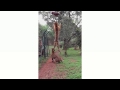 Tiger jumps to catch meat, #AMAZING (slow-motion)