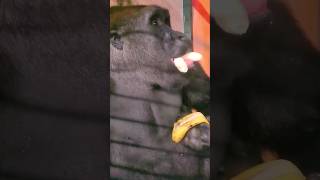 He Ate The Banana And The Peel Separately!? #Gorilla #Eating #Asmr #Satisfying