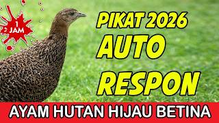 1 JAM AUTO RESPON‼️ suara ayam hutan BETINA Panggil jantan #betinabirahi