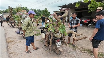 rất nhiều cây khủng được giao dịch tại chợ phôi cây cảnh, phong vân lục Ngạn BG