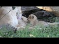 Masai Mara lion cubs - close up